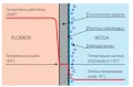 proces formowania pęcherzyków.png